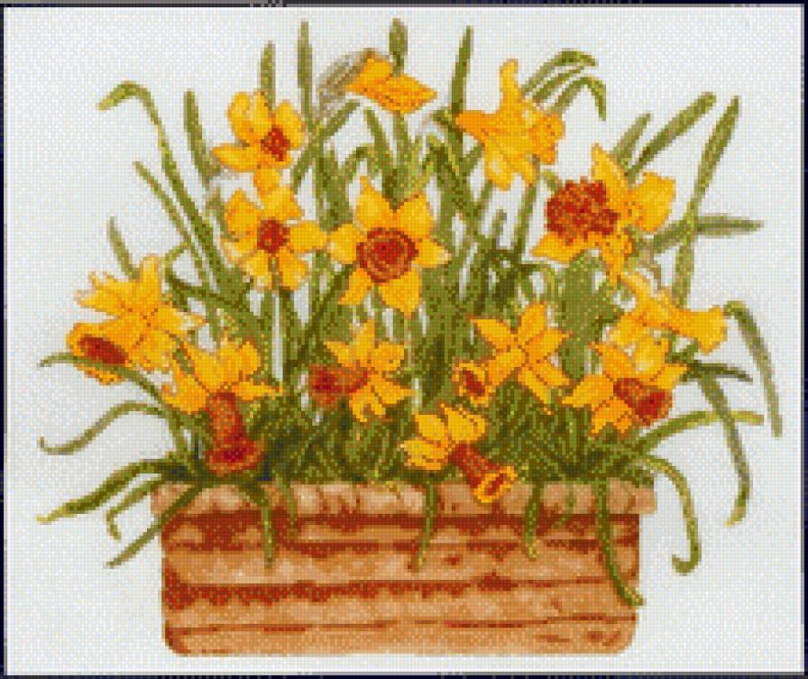 Нарциссы - предпросмотр