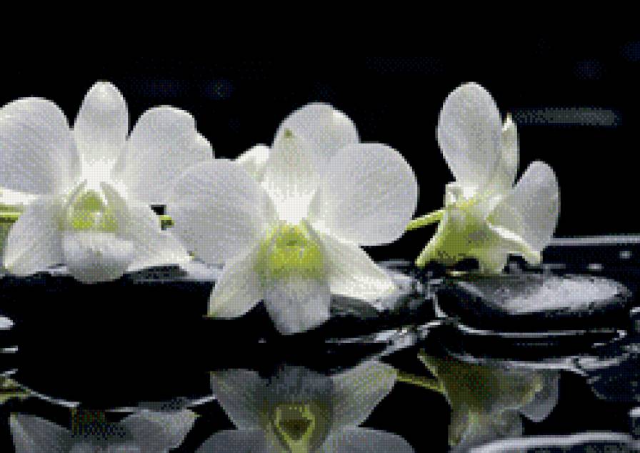 орхидея - цветок - предпросмотр