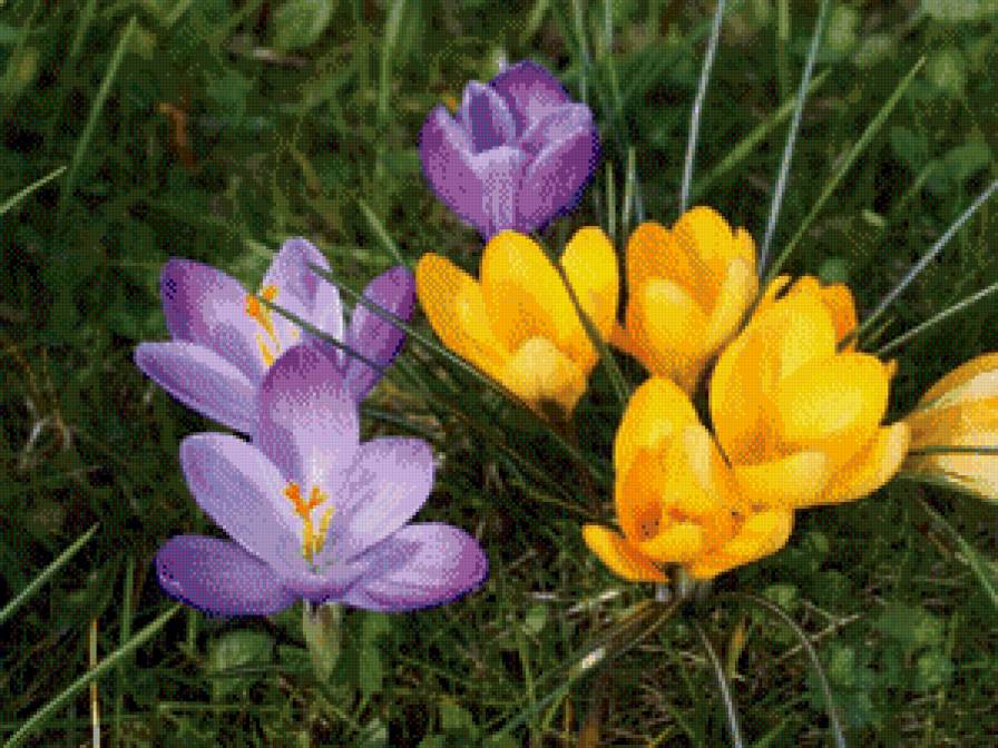 подснежники - весна, цветы, подснежники - предпросмотр