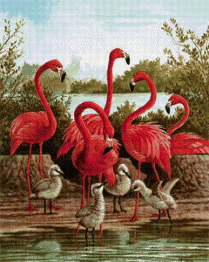 Семья фламинго - предпросмотр
