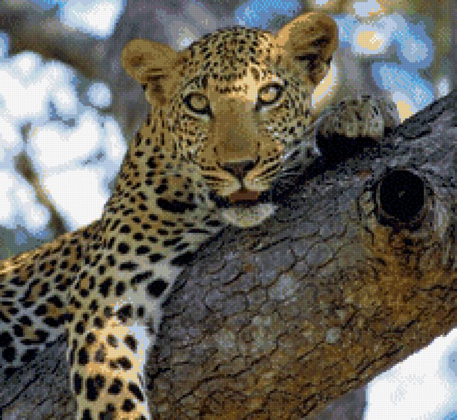 гепард на дереве - гепарды, животные, кошки - предпросмотр