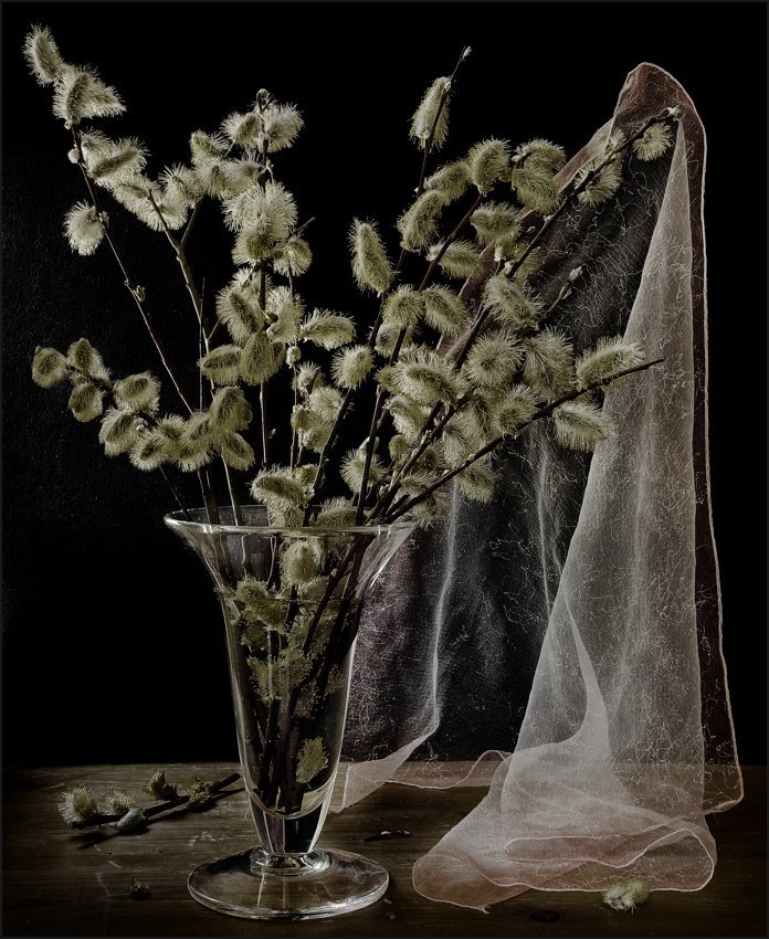 Верба. - верба, пасхальная, растения - оригинал