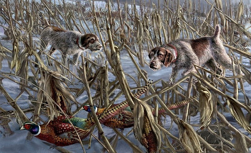 охота на фазанов - дичь, зима, охота, животные, фазаы, собаки, легавые - оригинал