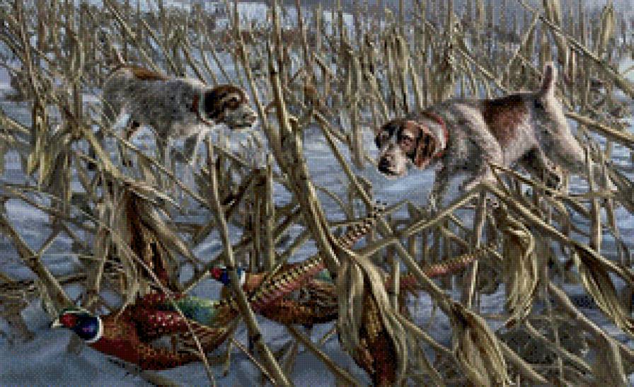 охота на фазанов - животные, фазаы, легавые, зима, дичь, собаки, охота - предпросмотр