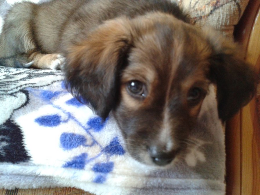 Виннэр - оригинал