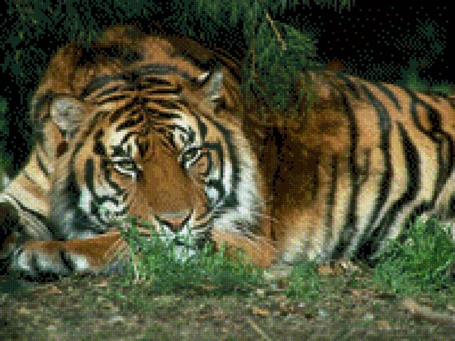 tigr - предпросмотр