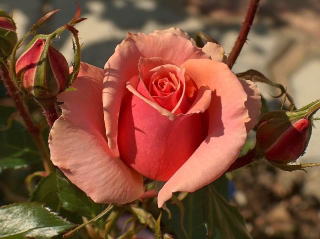 rozi - оригинал