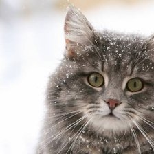 Схема вышивки «Кошка»