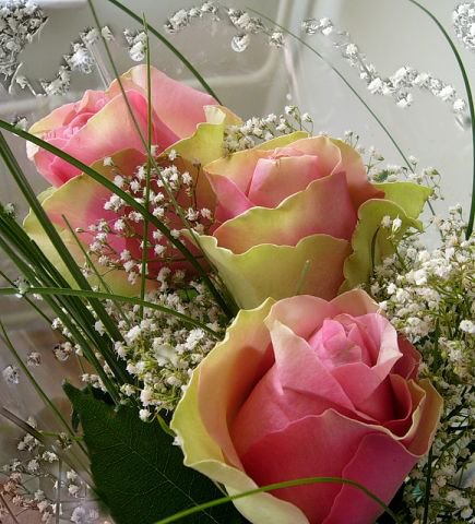 rozi - оригинал