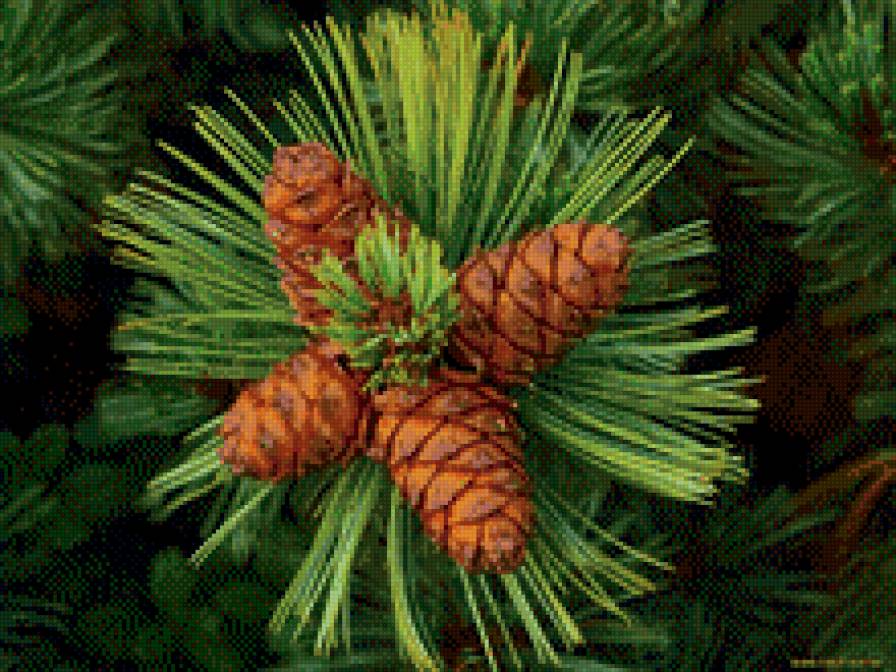 Шишки - сосна, шишки - предпросмотр