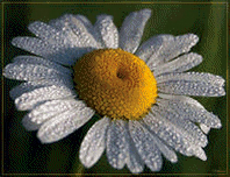 ромашка - цветы - предпросмотр