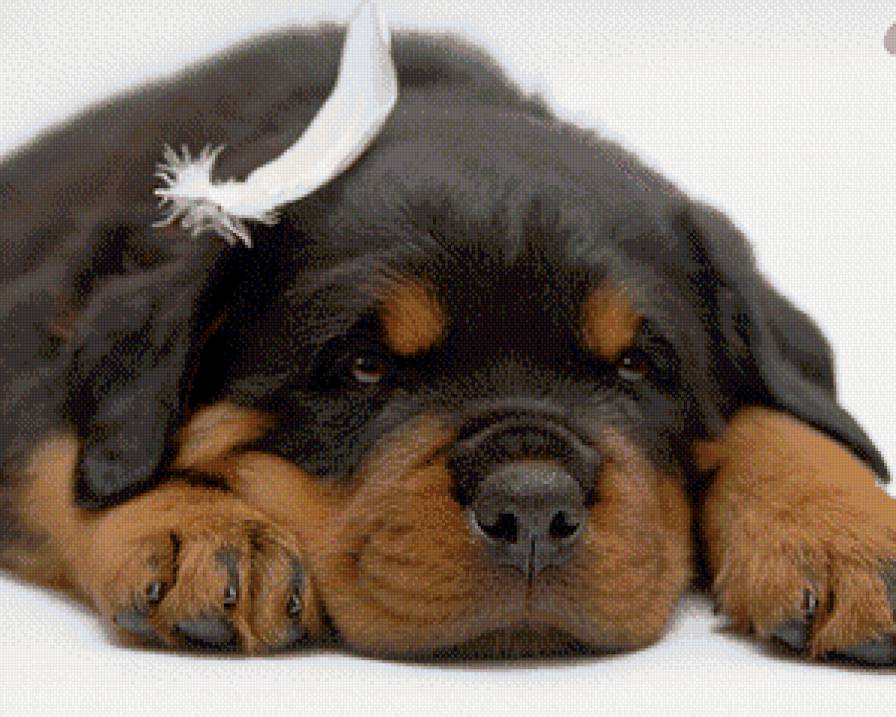 №498812 - щенок, ротвейлер, малыш - предпросмотр