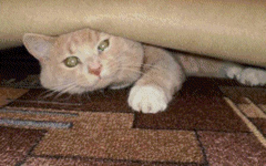 Котик - коты - предпросмотр