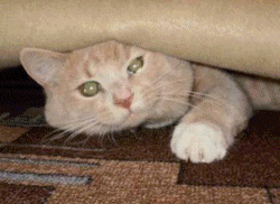 котэ - коты - предпросмотр