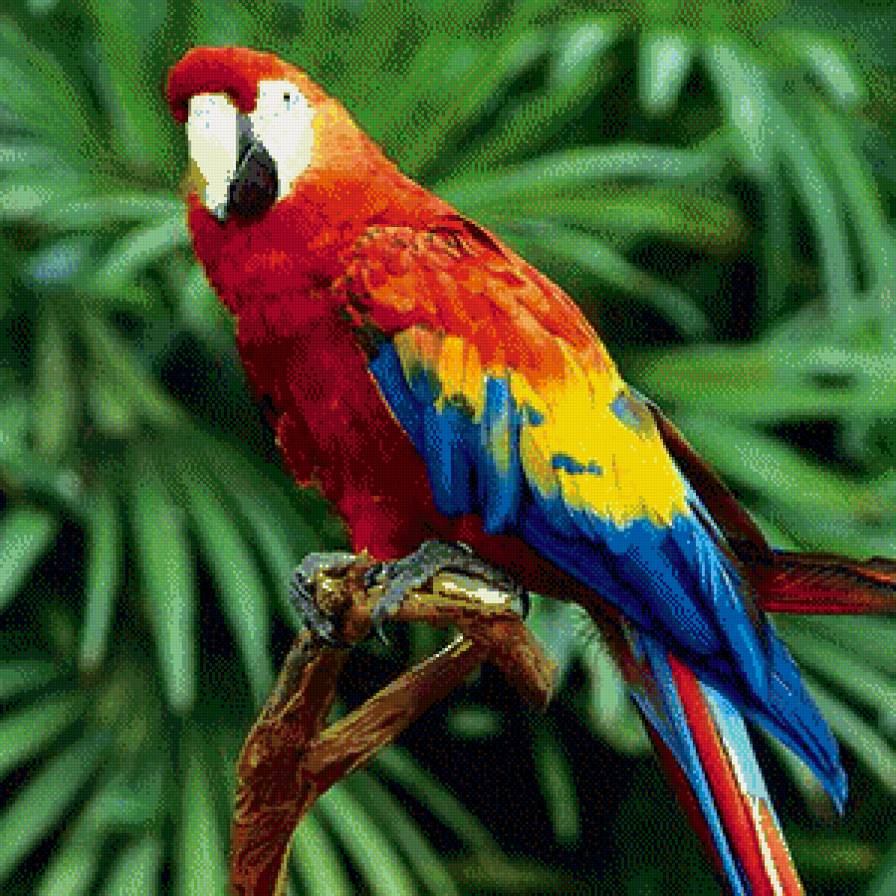 Попугай - предпросмотр