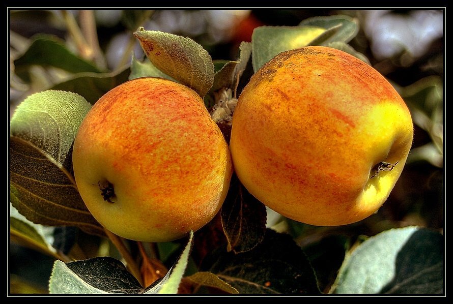 яблочки - оригинал