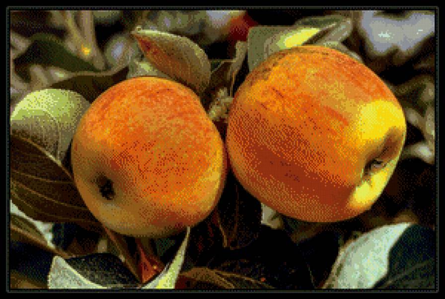 яблочки - предпросмотр