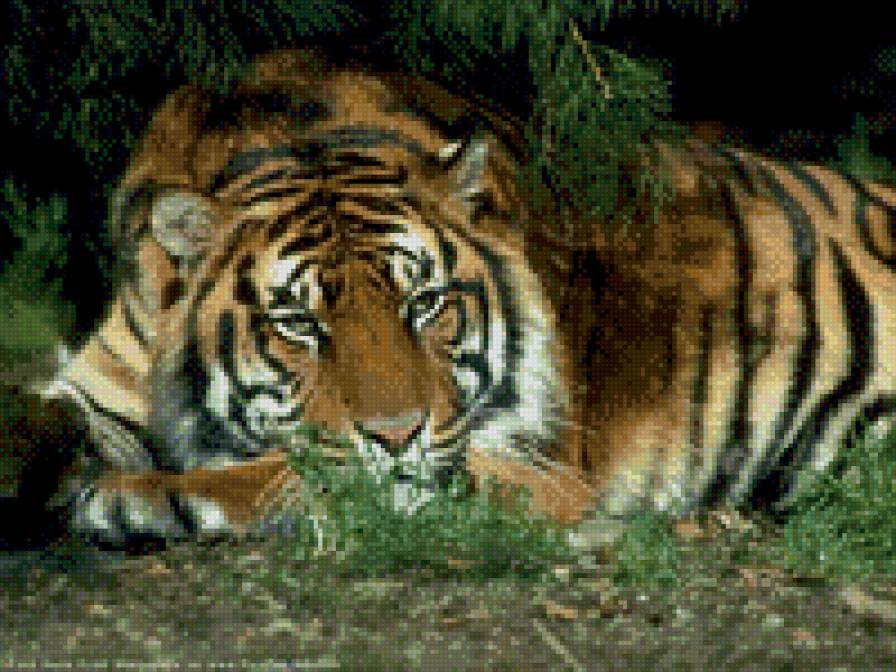 красавец тигр - тигр - предпросмотр