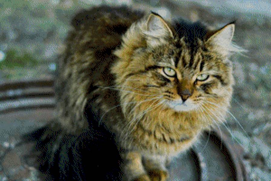 серия "кошки" - животные.кошка - предпросмотр