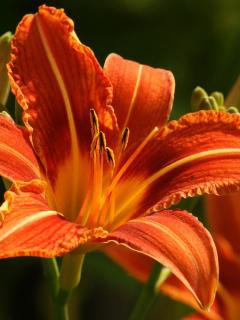 лилейник - лилия - оригинал