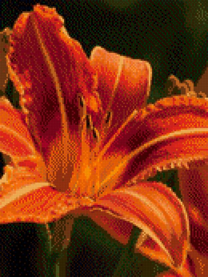 лилейник - лилия - предпросмотр