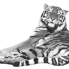 Оригинал схемы вышивки «Тигр» (№499589)