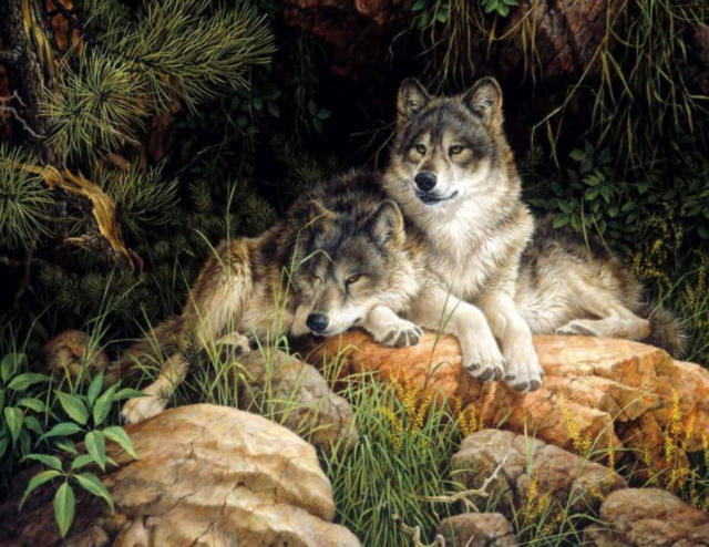 волки - животные - оригинал