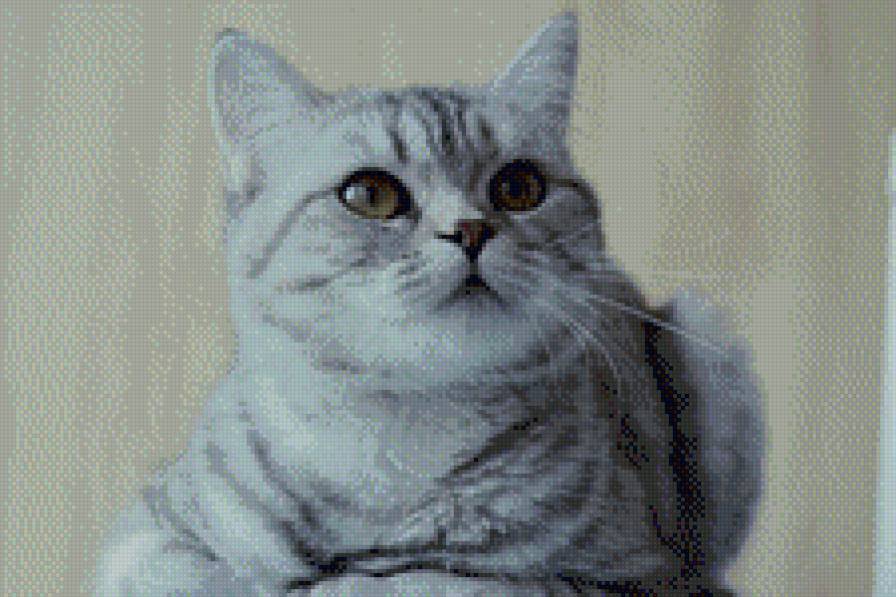 Кот - животные, коты - предпросмотр