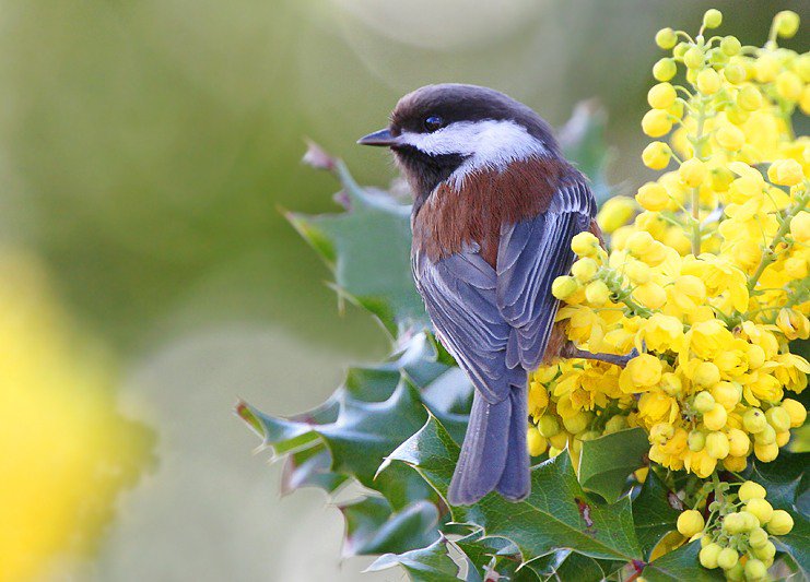 весна - оригинал