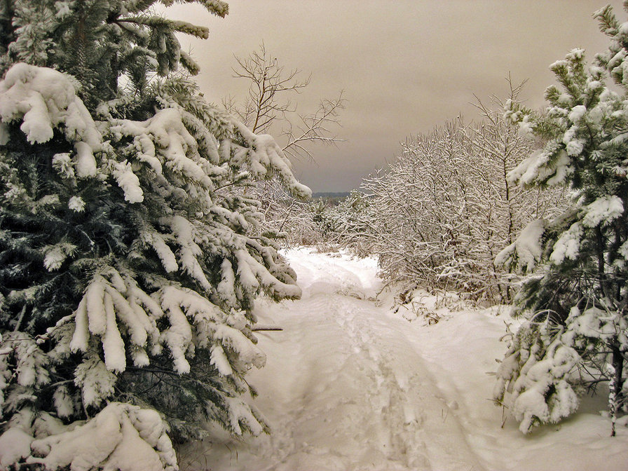 Зимний лес - снег, зима, деревья, ели, лес - оригинал