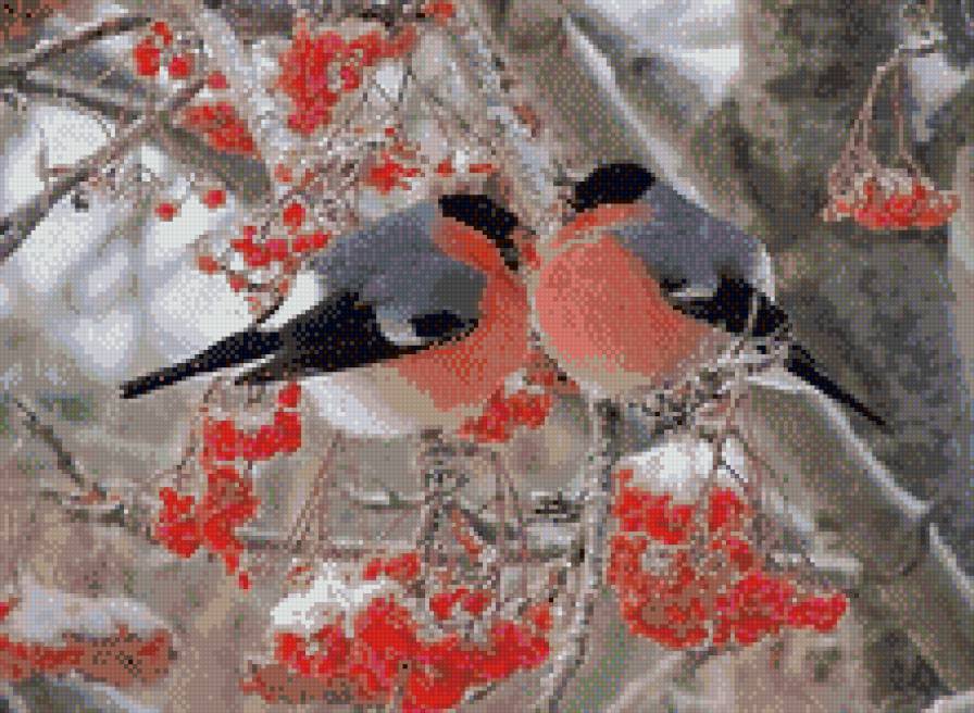 снегири - птицы - предпросмотр