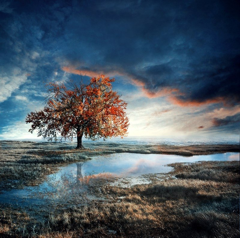 На закате - вода, осень, поле, одинокое дерево, закат, тучи - оригинал