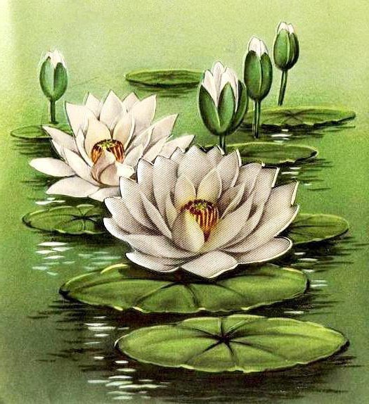 Кувшинки3 - оригинал