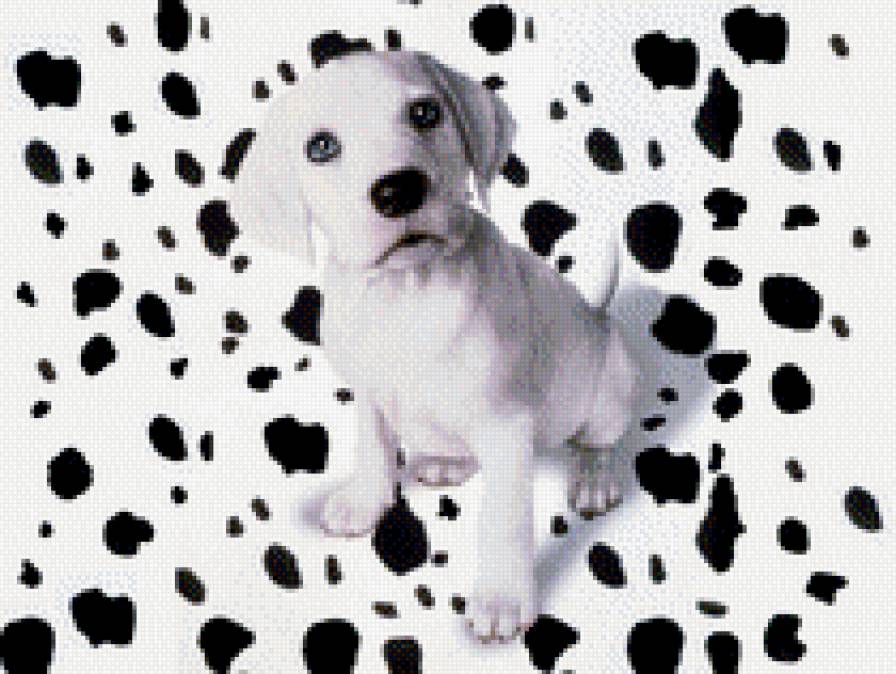 Доматинец - собаки - предпросмотр