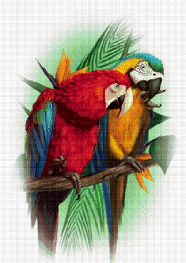 Попугаи - птицы - предпросмотр