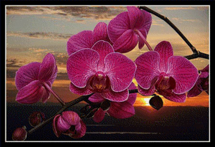 орхидея - предпросмотр