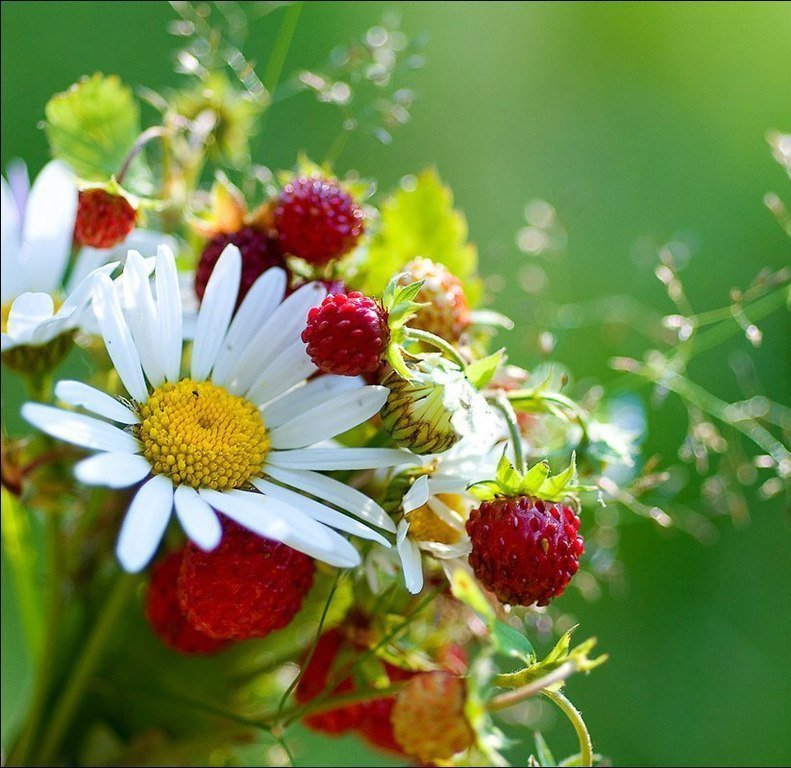 Flowers - оригинал