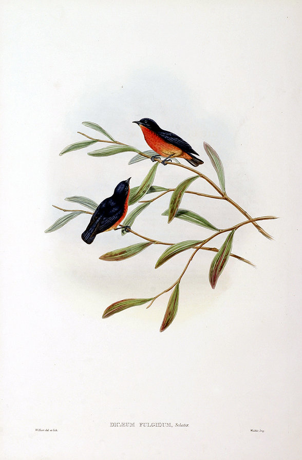 Серия "Птички-невелички" - цветы, птицы - оригинал