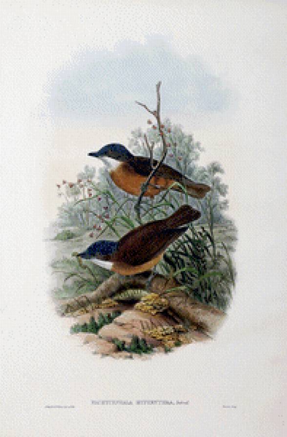 Серия "Птички-невелички" - птицы, пейзаж - предпросмотр