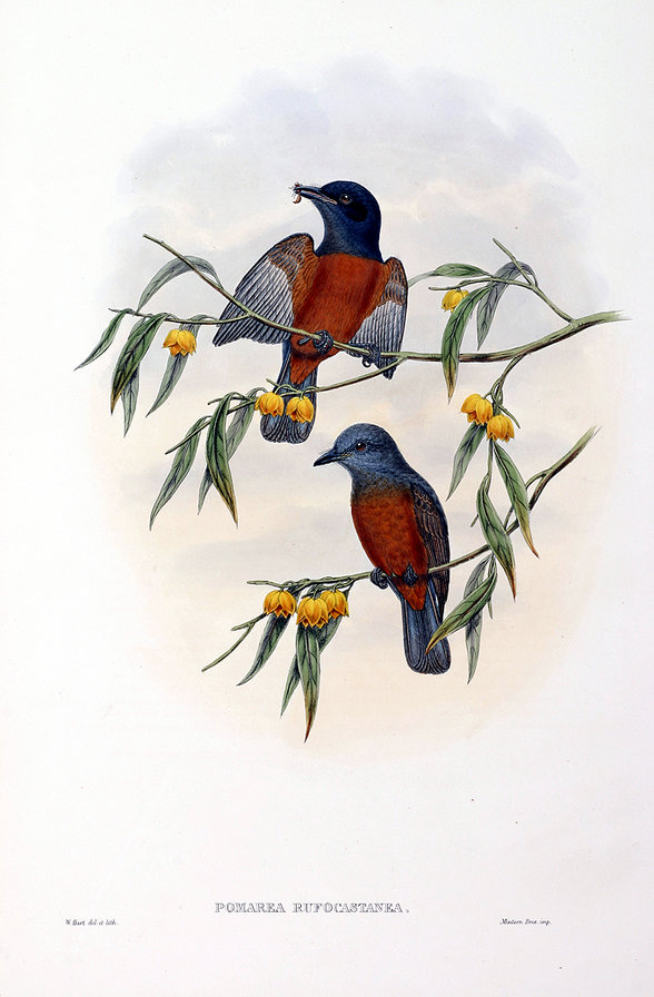 Серия "Птички-невелички" - птицы, ягоды - оригинал
