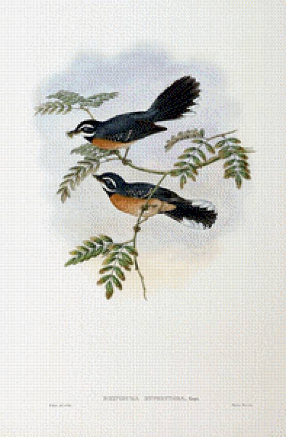 Серия "Птички-невелички" - пейзаж, птицы - предпросмотр