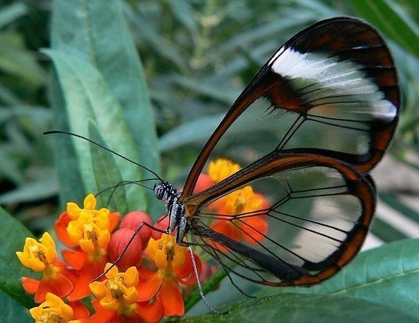 бабочка-стеклянные крылья - цветы, бабочка, насекомые - оригинал