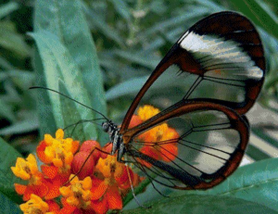 бабочка-стеклянные крылья - цветы, бабочка, насекомые - предпросмотр