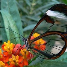 бабочка-стеклянные крылья