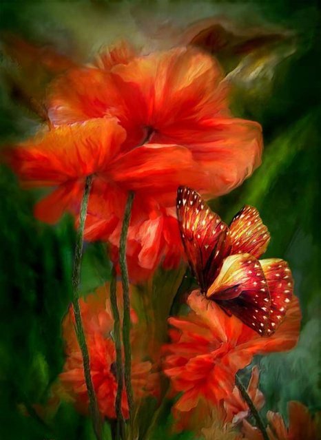 Бабочка на цветке - насекомые, бабочки - оригинал