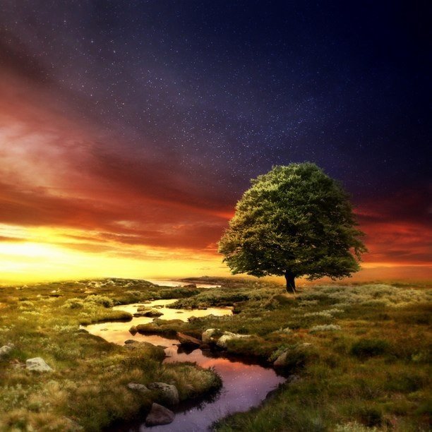 Одинокое дерево - одинокое дерево, река, поле, закат, лето - оригинал