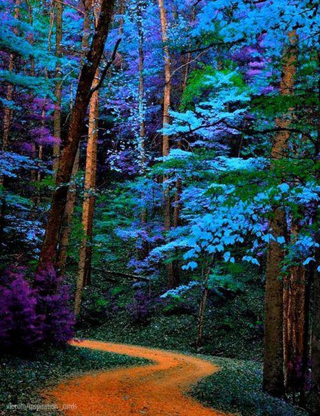 Волшебный лес - лес, дорога, природа - оригинал