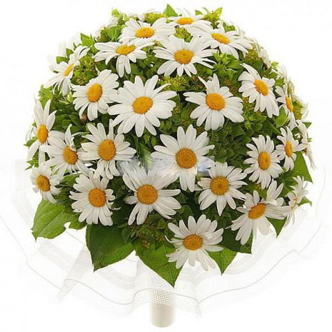 Букет-невесты из ромашек - цветы, ромашки, невесте - оригинал