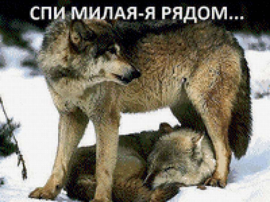 волки - звери, волки, любовь, верность, природа - предпросмотр