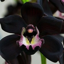 Оригинал схемы вышивки «Черная орхидея» (№500765)